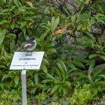 NOMEN EST OMEN (dtsch. Name: Trauerschnäpper) - Zurich, Friedhof Sihlfeld