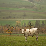 2. Etappe - Kt. Aargau, Feldmett, oberhalb von Maisprach