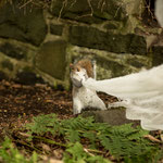 GREY SQUIRREL AT WORK - Edinburgh, Zoo