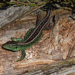 AG Feldherpetologie