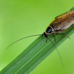 AG Insekten