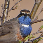 AG Vogelkunde