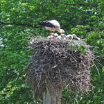 Storchen Nest