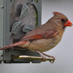 Northern Cardinal Weibchen