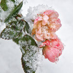 erster Frost  --  74 Pkte