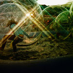 Bubbles