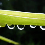 Regen - 41 Pkt - 2. Platz