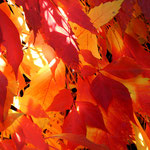 feuriger Herbst - 72 Punkte