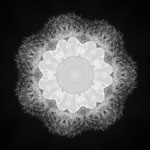 Virus IV
