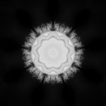 Virus V