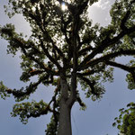 Die Ceiba ist der Nationalbaum Guatemalas.