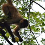 Keine zwanzig Meter von unserem Camper entfernt turnen die Affen in den Bäumen rum.