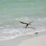 Der Black Skimmer in Aktion, im Vordergrund ein Strandläufer.