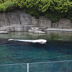 Beluga im Vancouver Aquarium
