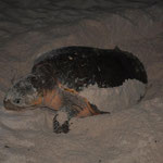 Zuerst buddelt die Schildkröte ein Loch, ungefähr 30 - 50 cm tief in den Sand.