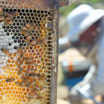 L'apiculteur néo-zélandais et ses abeilles