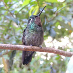 Kolibri in Costa Rica