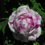 Rosa `Variegata di Bologna´