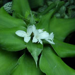 Cryptanthus bromelioides Hybride