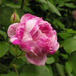 Rosa bourboniana ´Honorine de Brabant´