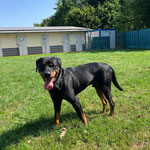 Tasmani,Rottweiler, geb 2021