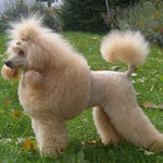 Puppy-Clip