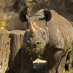 Zoo Krefeld: Spitzmaulnashorn