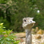 Zoo Krefeld: Nandu