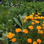 Selbstaussäherbeet Juni mit Goldmohn, Königskerzen, Jungfer im Grünen