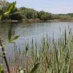 Natursee " Weitendorfer Haussee"