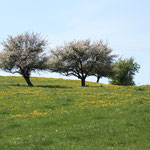 Müritz- Nationalparkt Feldberger Seenlandschaft