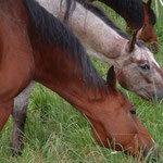 Eine gesunde Grasnarbe ist uns wichtig, damit die Pferde gutes Futter haben.