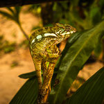 Karl Schruf - Madagaskar 3