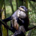 Brigitte Kaar - Ruanda -Golden -Monkey