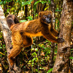 Karl Schruf - Madagaskar 3