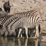 Norbert Holl - Namibia