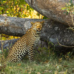 Karl Schruf - Botswana-Khwai-NP