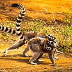 Karl Schruf - Madagaskar-Isalo NP