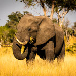 Karl Schruf - Botswana Moremi NP