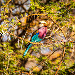Karl Schruf - Botswana-Chobe River