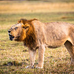 Karl Schruf - Botswana-Moremi-NP
