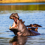 Botswana-Chobe River