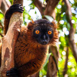 Karl Schruf - Madagaskar 2