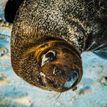 Karl Schruf - Galapagos