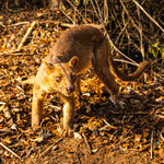 Karl Schruf - Madagaskar Fossa