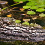 Karl Baumgartner - Teichfrosch