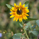 Karl Baumgartner - Sonnenblume