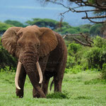 Bettina Richtsfeld - Afrika_1