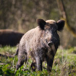 Karl Baumgartner - Wildschwein Anthering