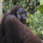 Brigitte Karr - Indonesien - Orang Utan